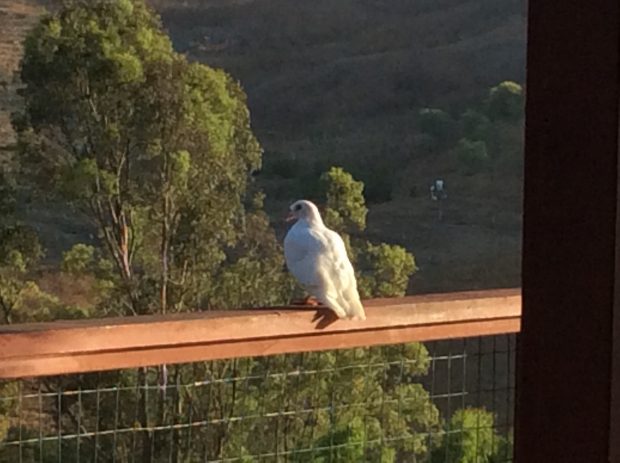 Stray King Pigeon on a balcony