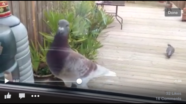 This lost survivor of pigeon racing is begging to come in the house