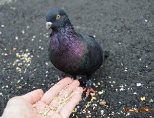 This little Birmingham Roller was lucky to find a human to help him