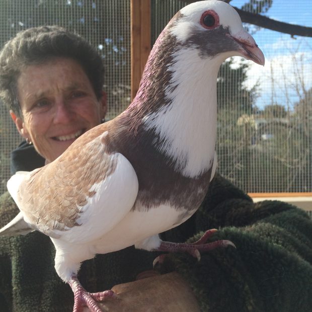 New foster pigeon Cookie welcomed by volunteer