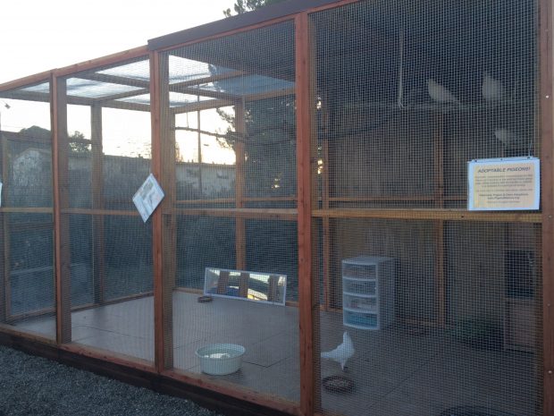 This aviary is going to make a life-saving difference for a lot of pigeons