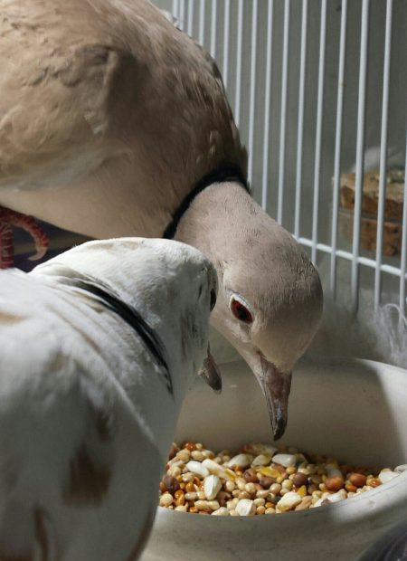 Bell & Reed sharing a meal