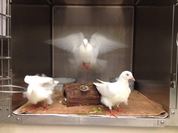 King pigeons at SFACC
