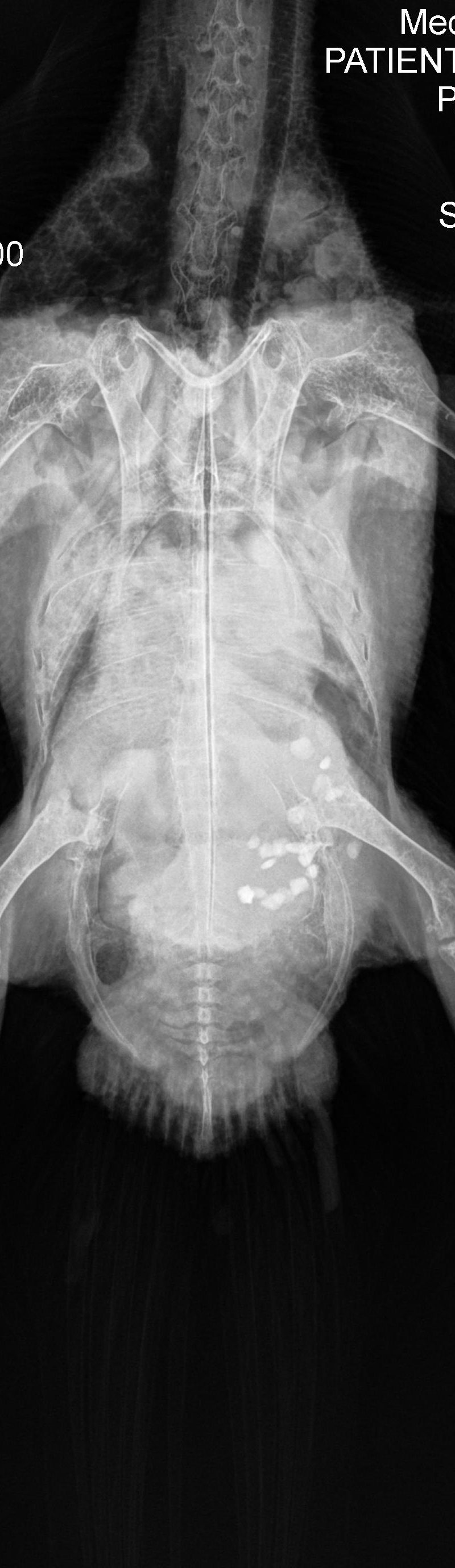 Shimmy's radiograph