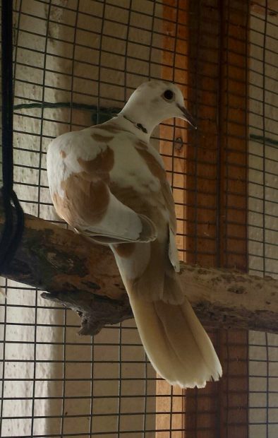 Scout is available for adoption through Palomacy