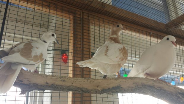 Scout joins our flock of rescued Ringneck doves fostered at Andy's Rescue pet Shop