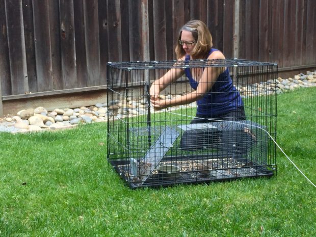Palomacy volunteer Jill brought a kennel and her own pet dove Fava (caged inside) as a lure to bring the stray dove down from the trees