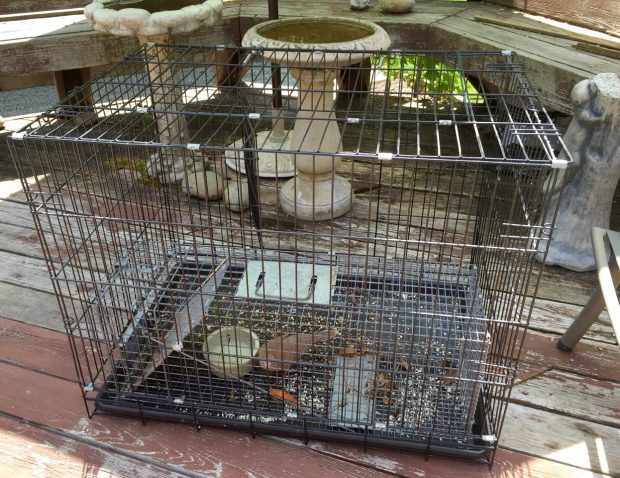 Pet dove Fava caged inside the kennel/trap to serve as a lure