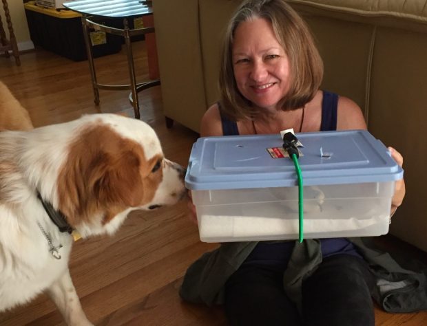 Scout the dog, Scout the rescued dove and Jill the heroic Palomacy volunteer!