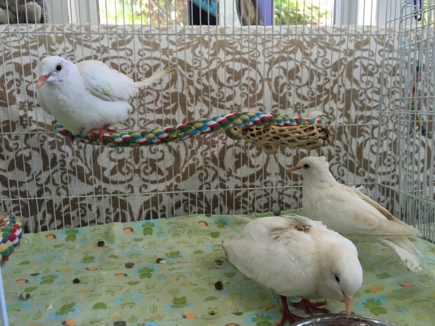 Dove release survivors