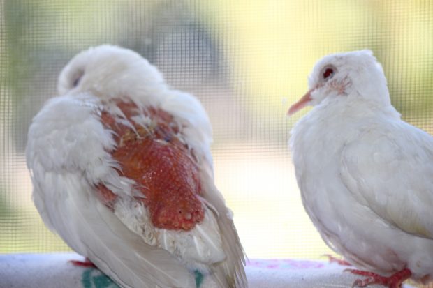 Henny Penny recovering with a friend