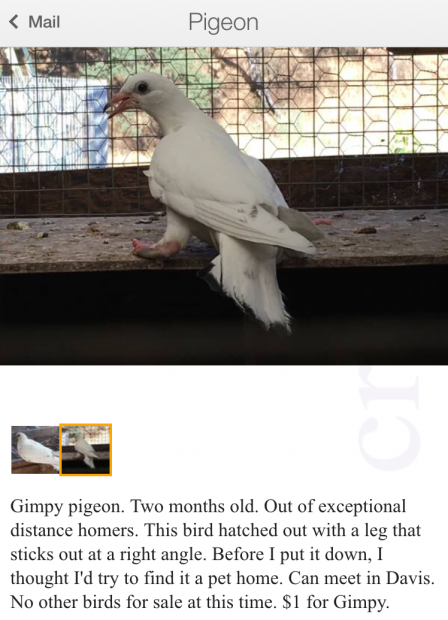 Crippled pigeon offered for sale on craigslist for $1