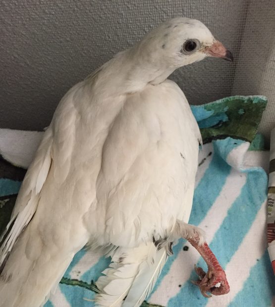 Safe in Palomacy's care