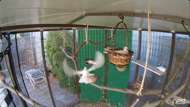 Enjoy watching rescued birds!