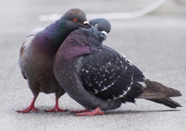 English Dove King