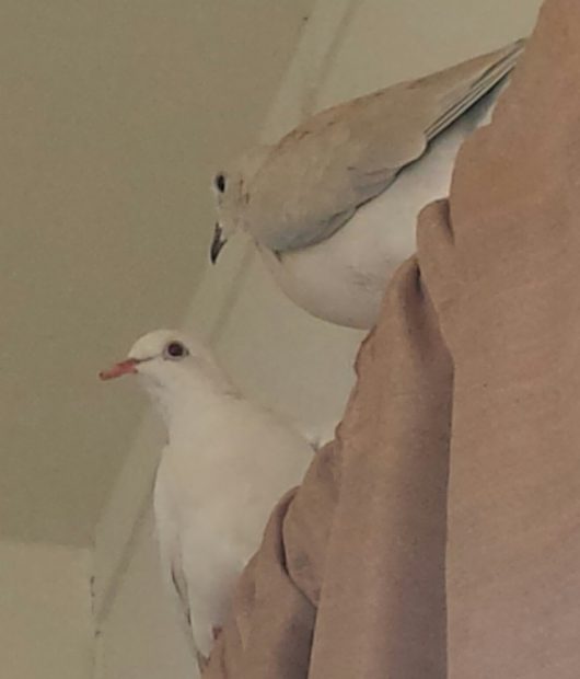 Rescued doves perched together on a curtain rod