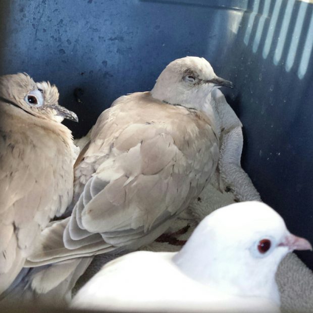 Three sick and/or injured doves being transported to rescue in a pet carrier