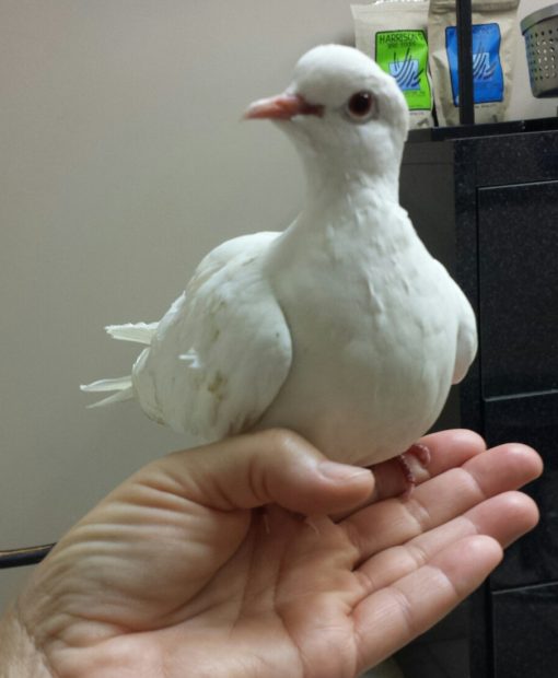 Adorable little dove perched on a hand