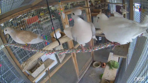 Doves in an aviary