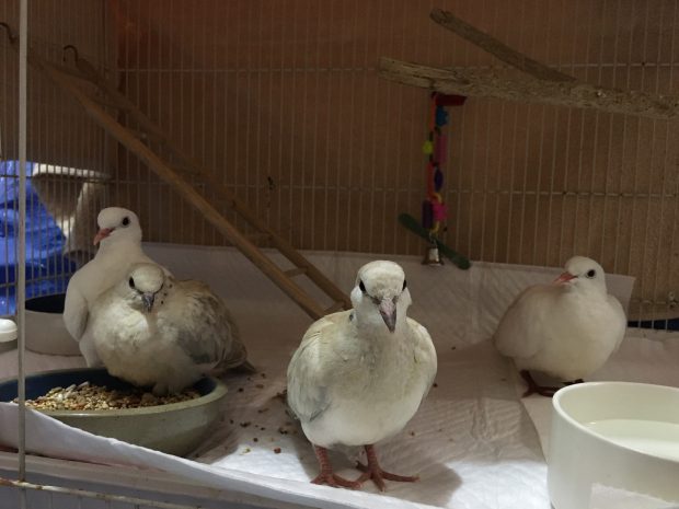 Four rescued doves