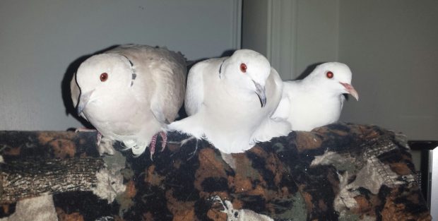 Three happy doves sitting side by side