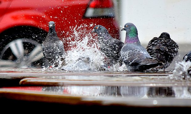 pigeons-splashing-in-puddles