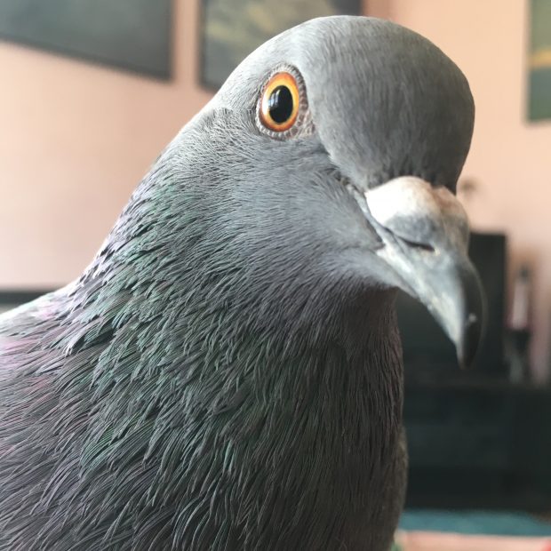 beautiful pigeon