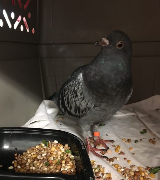 Pirate the pigeon