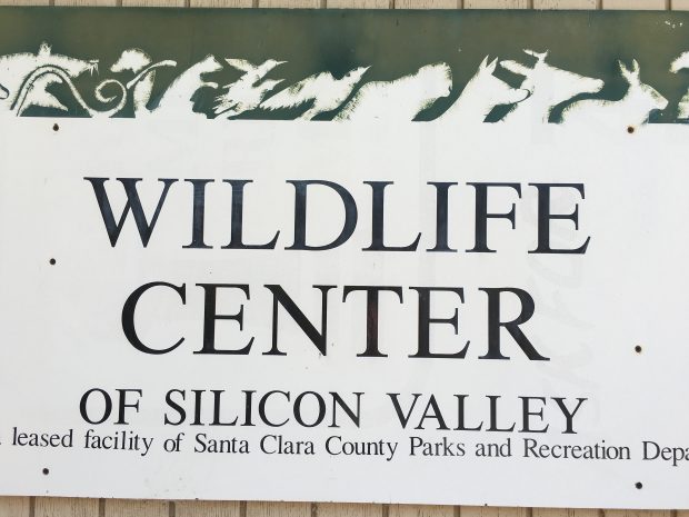 The Wildlife Center of Silicon Valley counts pigeons amongst the many creatures they help