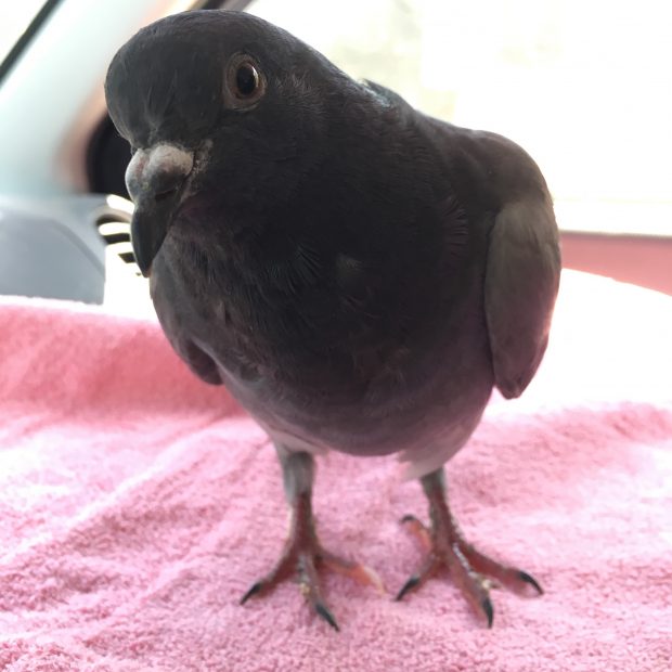Blind pigeon looking intently at the viewer