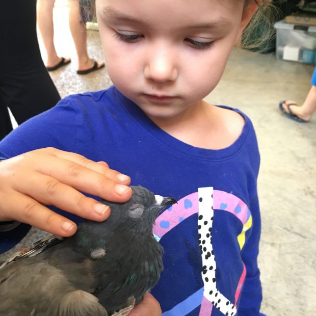 Little girl petting pigeon