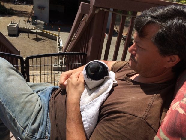 Bathed pigeon wrapped in a towel in rescuer's arms