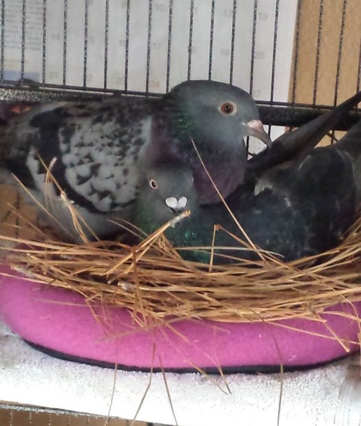 Married pigeons snuggling in their nest
