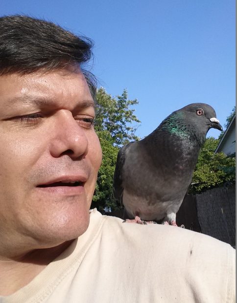 A man with his rescued pet pigeon on his shoulder