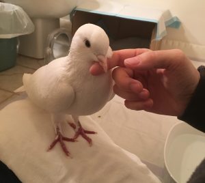 Pigeon happy to be getting some affection