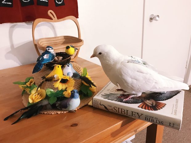 Pigeon looking at hat with birds on it