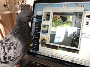 Rescued pigeon examining the computer display