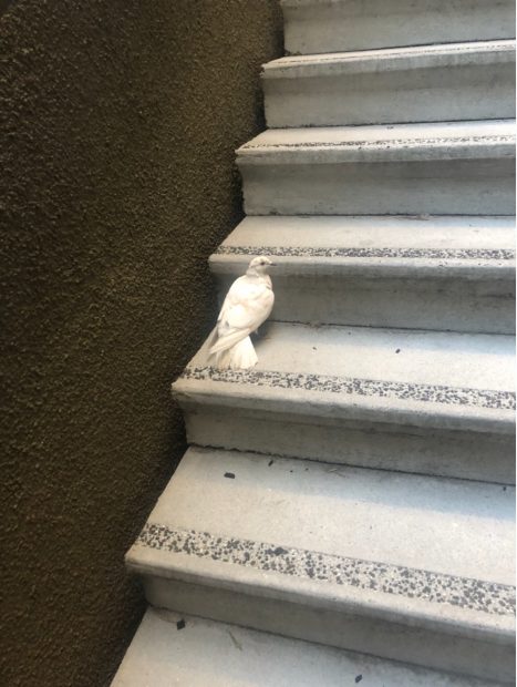 Domestic pigeon standing on stairs, asking for help