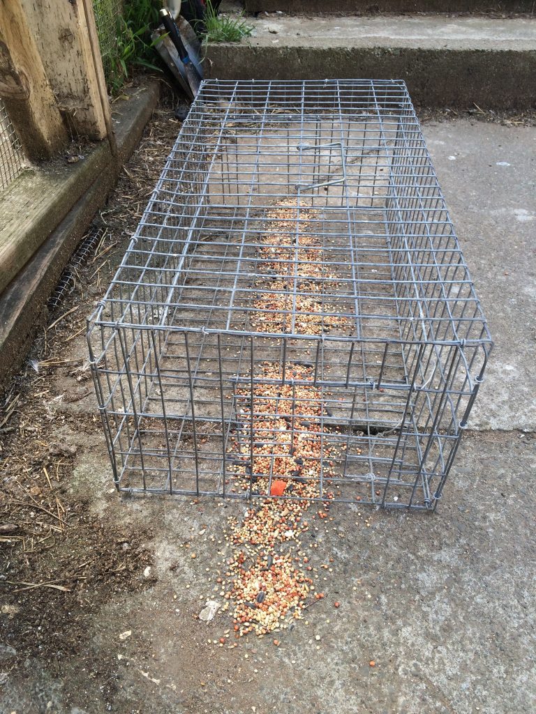 https://www.pigeonrescue.org/wp-content/uploads/2018/09/Humane-trap-baited-IMG_1569-768x1024.jpg