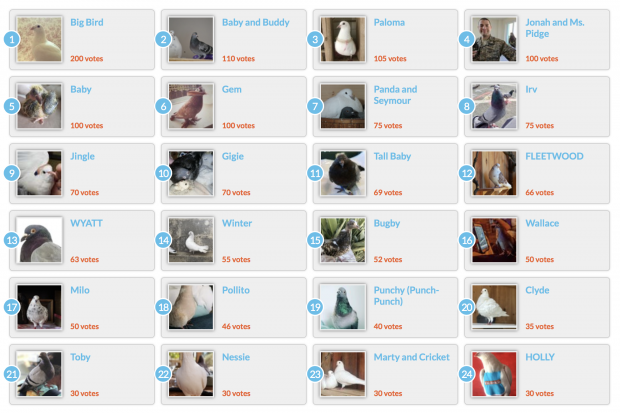 Thumbnails of 24 rescued pigeon & dove calendar contest photo entries