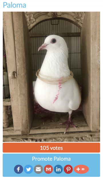 White "dove release" homing pigeon survivor wearing a raffia necklace she put on