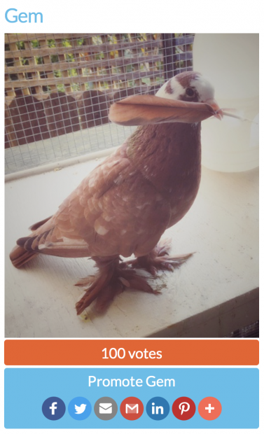 Beautiful red rescued pigeon with a feather in his beak