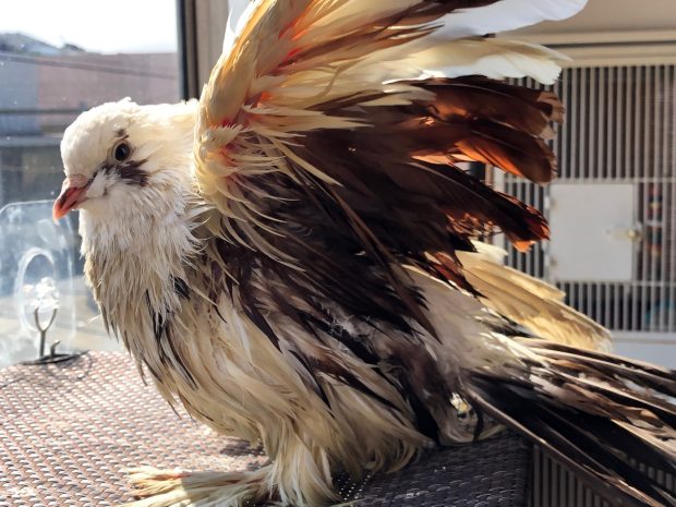 A wet Fantail pigeon holds up his soaked wings for maximum sun-catching