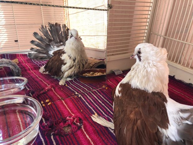 A Fantail pigeon looks into a mirror at his handsome reflection