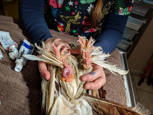 A pigeon on his back with his feet shown from the bottom, one with a big, painful but now cleaned pressure sore