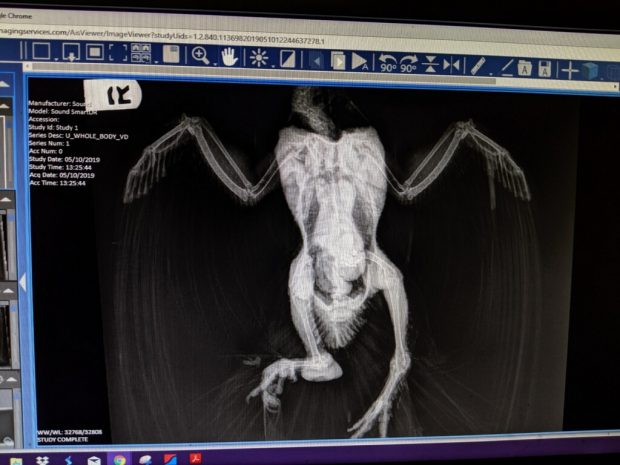 A full body radiograph of Fantail pigeon Sizzle shows evidence of his injuries