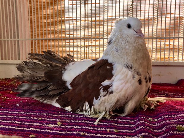 A Fantail pigeon whose feathers are thrashed but who's hope is visible looks out from his VIP cage