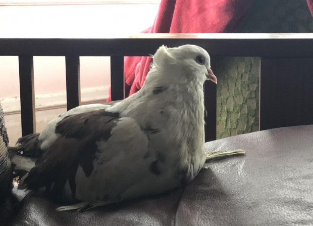 Fantail pigeon sitting companionably on the couch 