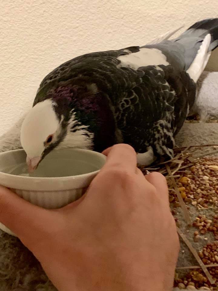 How Long Can A Pigeon Survive Without Water? 