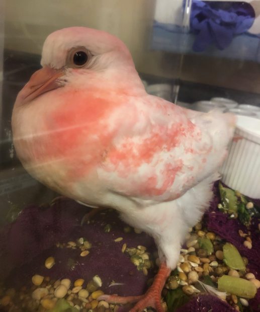 Pigeon youngster looking stronger after care at the vet